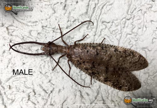 Thumbnail image #6 of the Dobsonfly