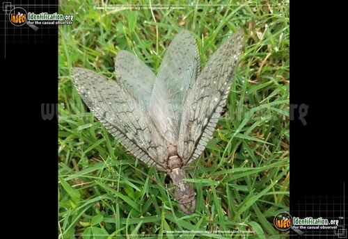 Thumbnail image #7 of the Dobsonfly