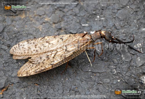 Thumbnail image #10 of the Dobsonfly