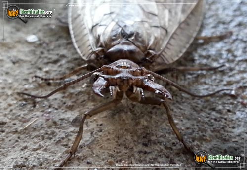Thumbnail image #13 of the Dobsonfly