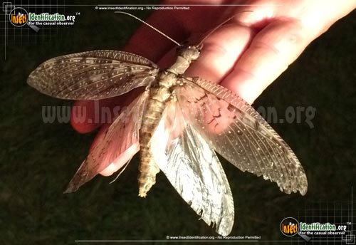 Thumbnail image #14 of the Dobsonfly