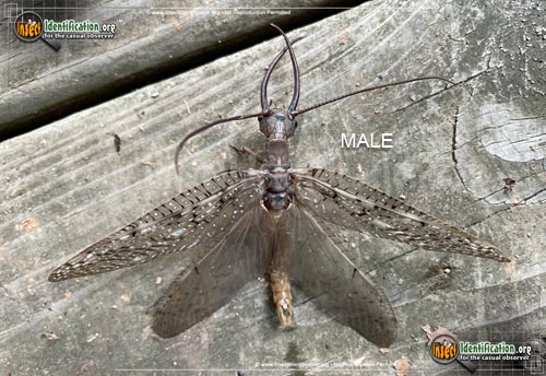 Thumbnail image #7 of the Dobsonfly