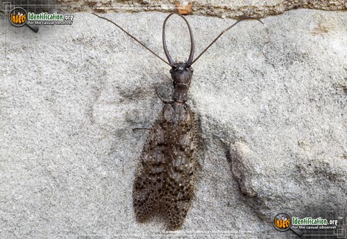 Thumbnail image #12 of the Dobsonfly