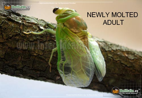 Thumbnail image #2 of the Dog-Day-Cicada