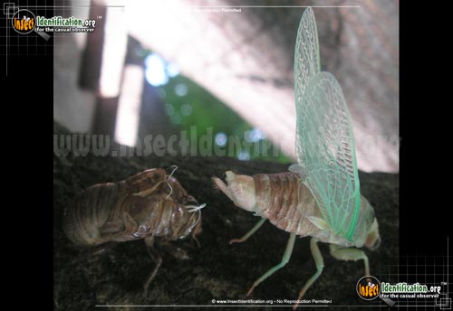 Thumbnail image #8 of the Dog-Day-Cicada