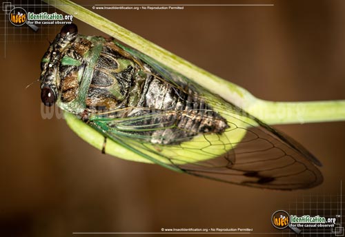 Thumbnail image of the Dog-Day-Cicada