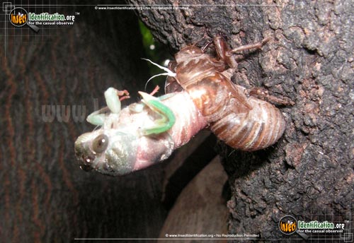Thumbnail image #4 of the Dog-Day-Cicada