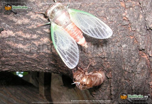 Thumbnail image #10 of the Dog-Day-Cicada