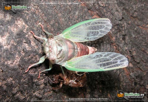 Thumbnail image #7 of the Dog-Day-Cicada
