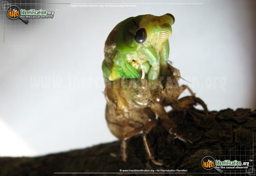 Thumbnail image #5 of the Dog-Day-Cicada