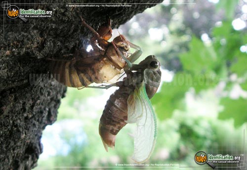 Thumbnail image #6 of the Dog-Day-Cicada