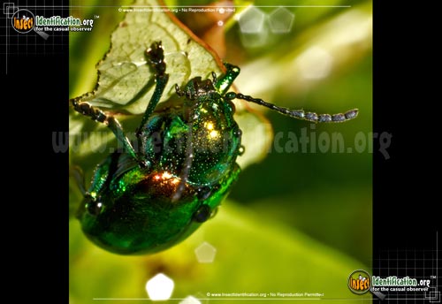 Thumbnail image #2 of the Dogbane-Leaf-Beetle