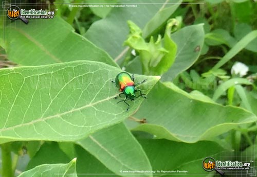 Thumbnail image #4 of the Dogbane-Leaf-Beetle