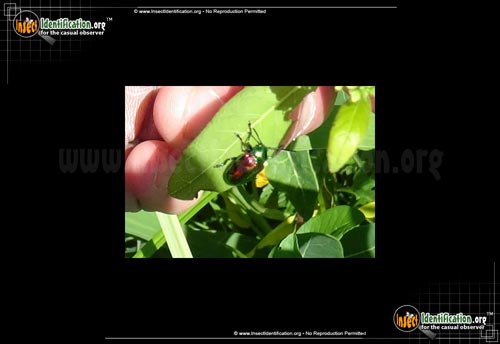 Thumbnail image #3 of the Dogbane-Leaf-Beetle