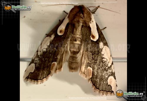 Thumbnail image of the Dogwood-Thyatirin-Moth