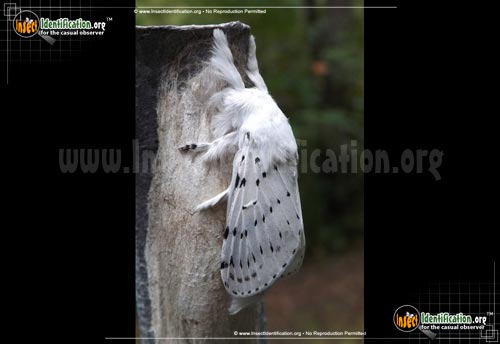 Thumbnail image #3 of the Dot-Lined-White-Moth