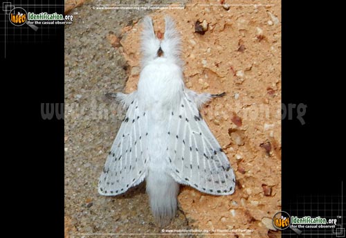 Thumbnail image of the Dot-Lined-White-Moth