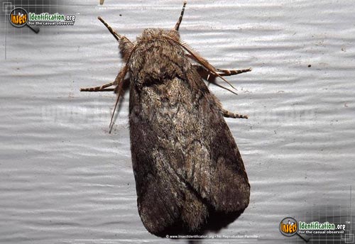 Thumbnail image #3 of the Double-Lined-Prominent-Moth