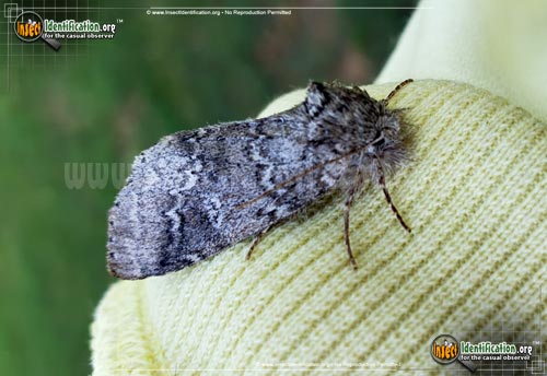 Thumbnail image of the Double-Lined-Prominent-Moth