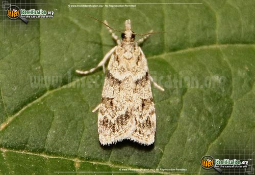 Thumbnail image of the Double-Striped-Scoparia-Moth