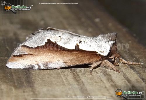 Thumbnail image #3 of the Double-Toothed-Prominent-Moth