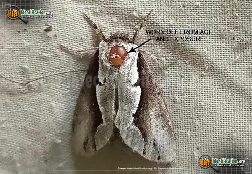 Thumbnail image #4 of the Double-Toothed-Prominent-Moth