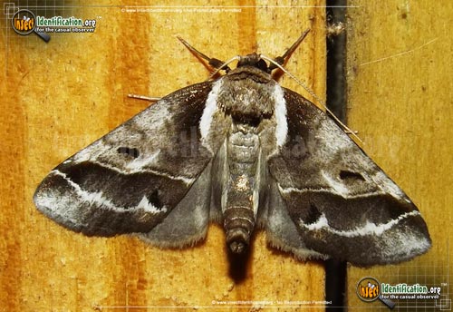 Thumbnail image of the Doubledays-Baileya-Moth