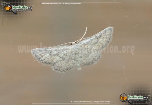Thumbnail image of the Drab-Brown-Wave-Moth