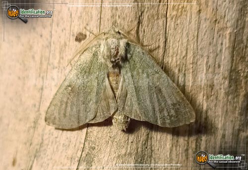Thumbnail image #3 of the Drab-Prominent-Moth