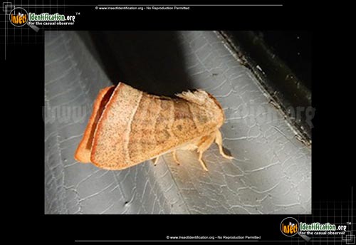 Thumbnail image of the Drexels-Datana-Moth