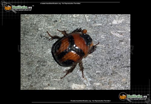Thumbnail image #2 of the Earth-Boring-Scarab-Beetle