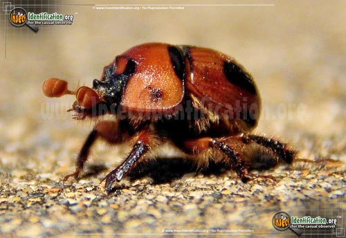 Thumbnail image of the Earth-Boring-Scarab-Beetle