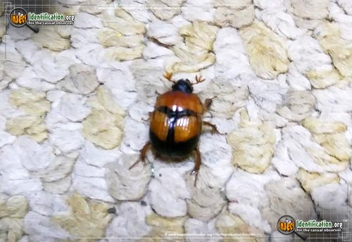 Thumbnail image #3 of the Earth-Boring-Scarab-Beetle