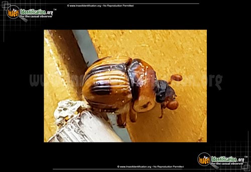 Thumbnail image #2 of the Earth-Boring-Scarab-Beetle