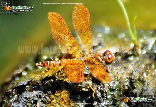 Thumbnail image #5 of the Eastern-Amberwing