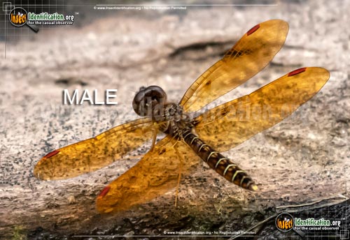 Thumbnail image of the Eastern-Amberwing
