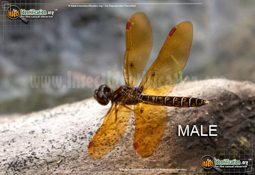 Thumbnail image #3 of the Eastern-Amberwing