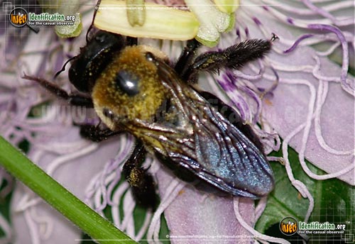Thumbnail image #7 of the Eastern-Carpenter-Bee
