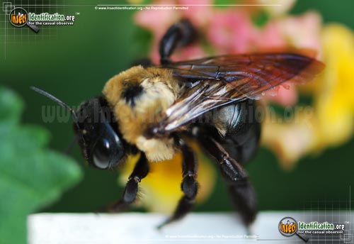 Thumbnail image #2 of the Eastern-Carpenter-Bee