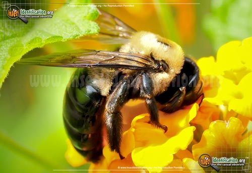 Thumbnail image #4 of the Eastern-Carpenter-Bee