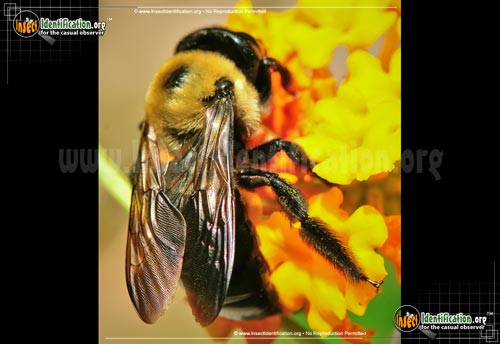 Thumbnail image #6 of the Eastern-Carpenter-Bee