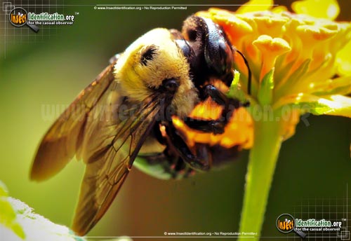 Thumbnail image #3 of the Eastern-Carpenter-Bee