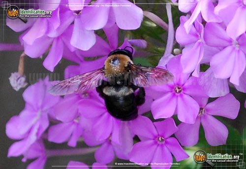 Thumbnail image #10 of the Eastern-Carpenter-Bee