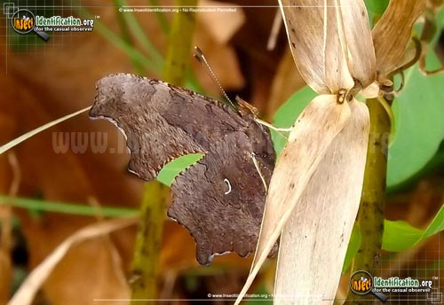 Thumbnail image #2 of the Eastern-Comma-Butterfly