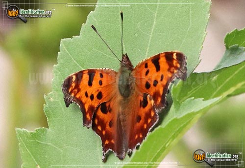 Thumbnail image #6 of the Eastern-Comma-Butterfly
