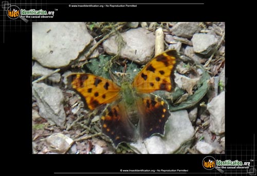 Thumbnail image #4 of the Eastern-Comma-Butterfly
