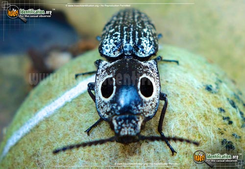 Thumbnail image #6 of the Eastern-Eyed-Click-Beetle