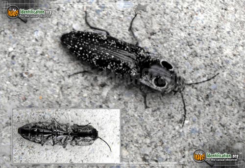 Thumbnail image #5 of the Eastern-Eyed-Click-Beetle