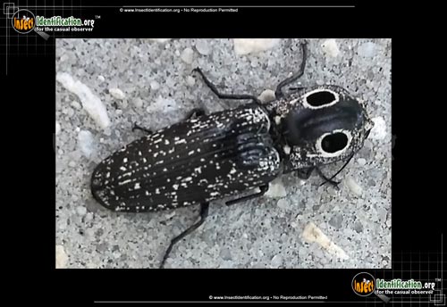 Thumbnail image #11 of the Eastern-Eyed-Click-Beetle