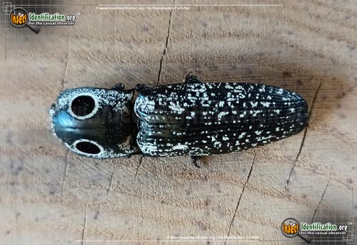 Thumbnail image #14 of the Eastern-Eyed-Click-Beetle